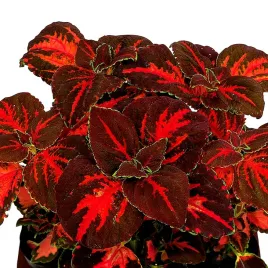 koleus-pokrzywka-rainbow-festive-dance-juz-wysiane-nasiona