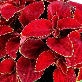 koleus-pokrzywka-rainbow-vulcano-juz-wysiane-nasiona