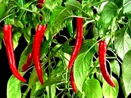 papryka-ostra-chilli-red-czerwona-juz-wysiane-nasiona