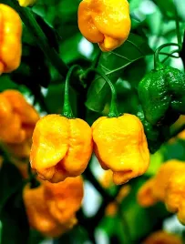 papryka-megaostra-trinidad-scorpion-yellow-zolta-juz-wysiane-nasiona