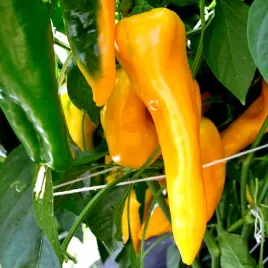 papryka-slodka-zolta-podluzna-ornela-juz-wysiane-nasiona