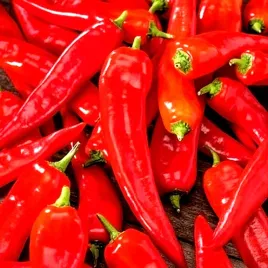 papryka-polostra-rokita-juz-wysiane-nasiona