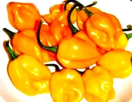 papryka-ostra-habanero-yellow-juz-wysiane-nasiona