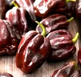 papryka-ostra-habanero-chocolate-juz-wysiane-nasiona