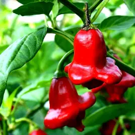 papryka-ostra-okrasny-zvonek-czerwona-juz-wysiane-nasiona