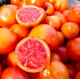 pomidor-wysoki-zlatava-juz-wysiane-nasiona