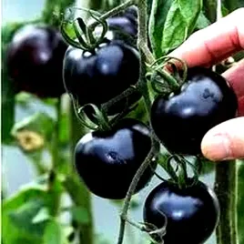 pomidor-czarny-black-ball-juz-wysiane-nasiona