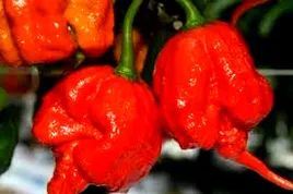 papryka-najostrzejsza-na-swiecie-carolina-reaper-red-juz-wysiane-nasiona