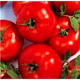 pomidor-boderine-f1-wysoki-juz-wysiane-nasiona