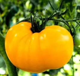 pomidor-gruntowy-jantar-zolty-juz-wysiane-nasiona