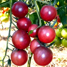 pomidor-koktajlowy-black-cherry-juz-wysiane-nasiona