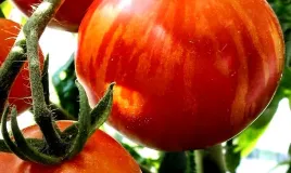 pomidor-wysoki-tigerella-w-paski-juz-wysiane-nasiona