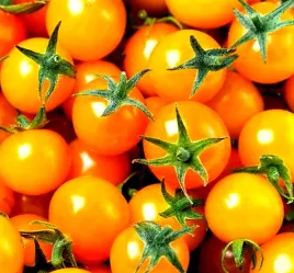 pomidor-koktajlowy-zolty-typu-cherry-juz-wysiane-nasiona