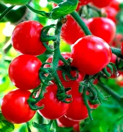 pomidor-koktajlowy-czerwony-typu-cherry-juz-wysiane-nasiona