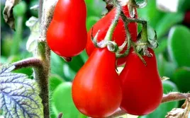 pomidor-koktajlowy-radana-juz-wysiane-nasiona