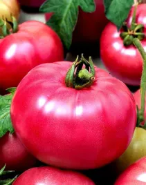 pomidor-wysoki-malinowy-ozarowski-juz-wysiane-nasiona