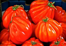 pomidor-gruntowy-or-pera-d-arbuzzo-juz-wysiane-nasiona