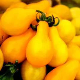 pomidor-koktajlowy-peardrops-juz-wysiane-nasiona