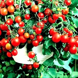 pomidor-koktajlowy-slodki-bajaja-juz-wysiane-nasiona