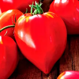 pomidor-malinowy-wysoki-bawole-serce-juz-wysiane-nasiona