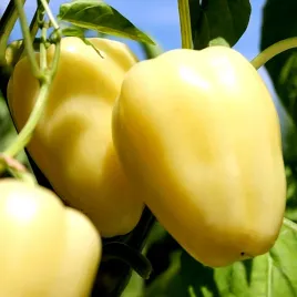 papryka-slodka-zorza-zolta-juz-wysiane-nasiona