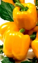 papryka-slodka-afrodita-zolta-juz-wysiane-nasiona