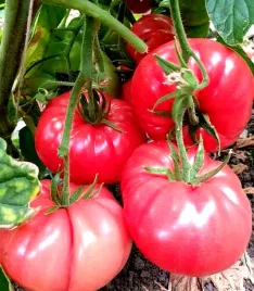 pomidor-malinowy-warszawski-juz-wysiane-nasiona