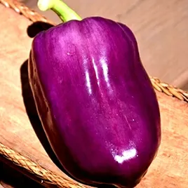 papryka-slodka-nokturn-ciemnofioletowa-juz-wysiane-nasiona