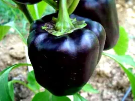 papryka-slodka-zulu-czarna-juz-wysiane-nasiona