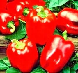 papryka-slodka-ozarowska-czerwona-juz-wysiane-nasiona