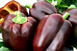 papryka-slodka-ingrid-czekoladowa-juz-wysiane-nasiona