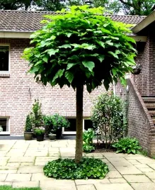 katalpa-surmia-juz-wysiane-nasiona-gratis