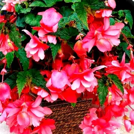 begonia-wielkokwiatowa-wiszaca-rose-f1-juz-wysiane-nasiona