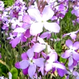 maciejka-dwuroga-fioletowa-juz-wysiane-nasiona