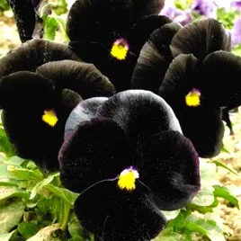 bratek-wielkokwiatowy-black-prince-juz-wysiane-nasiona