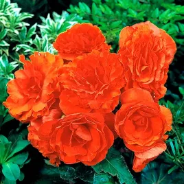 begonia-wielkokwiatowa-orange-shades-f1-juz-wysiane-nasiona