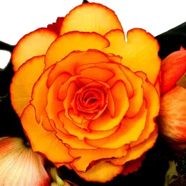 begonia-wielkokwiatowa-sunset-f1-juz-wysiane-nasiona