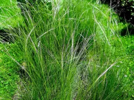 trawa-ozdobna-ostnica-wlosowata-juz-wysiane-nasiona