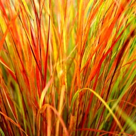 trawa-ozdobna-ostnica-trzcinowata-sirocco-juz-wysiane-nasiona