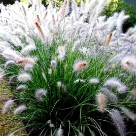 rozplenica-villosum-kosmata-trawa-ozdobna-juz-wysiane-nasiona