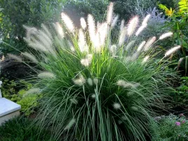 rozplenica-japonska-compressum-trawa-ozdobna-juz-wysiane-nasiona