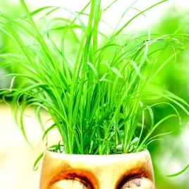 kocia-trawa-cyperus-zumula-juz-wysiane-nasiona