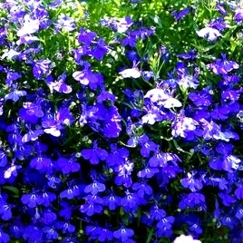 lobelia-zwisajaca-niebieska-regatta-midnight-blue-juz-wysiane-nasiona