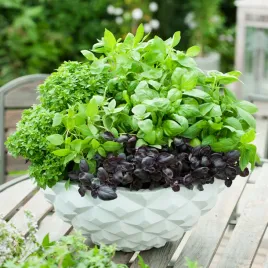 bazylia-mix-nasiona-bazylii-ziol-ziola-aromatyczne-odmiany-odporne