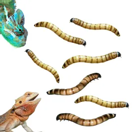 drewnojady-zophobas-morio-zywe-larwy-drewnojad