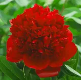 peonia-drzewiasta-czerwona