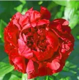 peonia-drzewiasta-czerwona-rodzaj-rosliny-inny