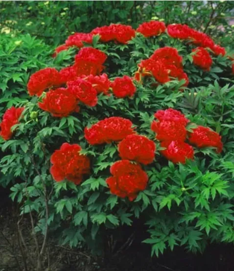 peonia-drzewiasta-czerwona-producent-gospodarstwo-rolne-dobroslaw-kresowski