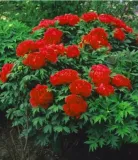 peonia-drzewiasta-czerwona-producent-gospodarstwo-rolne-dobroslaw-kresowski