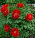 peonia-drzewiasta-czerwona-nazwa-lacinska-inna